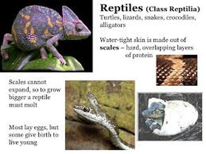 class reptilia characteristics